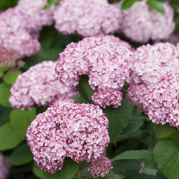 Incrediball® Blush Smooth Hydrangea | Proven Winners®