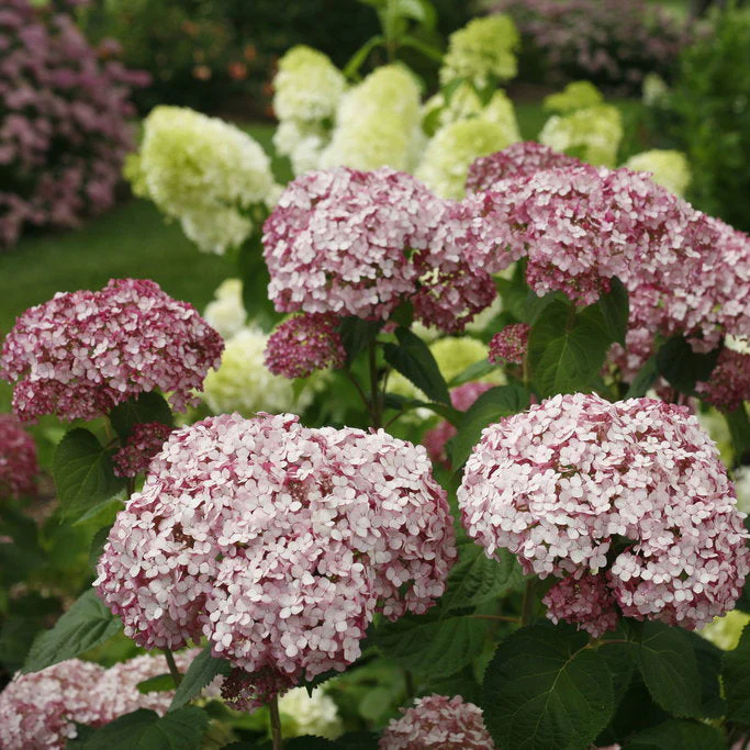 Incrediball® Blush Smooth Hydrangea | Proven Winners® - Image 2