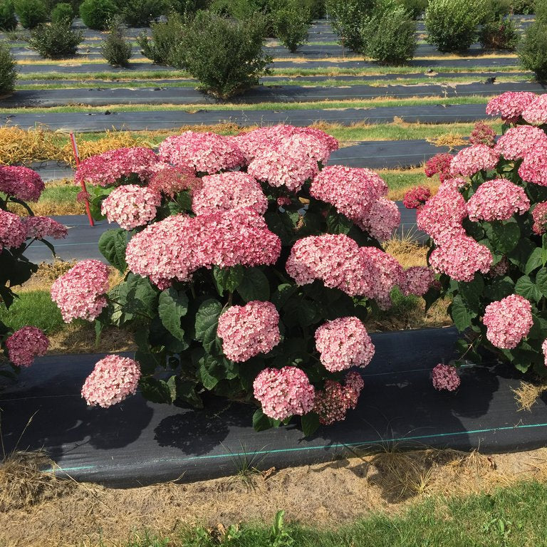 Incrediball® Blush Smooth Hydrangea | Proven Winners® - Image 3