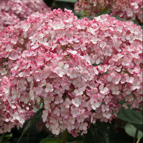 Incrediball® Blush Smooth Hydrangea | Proven Winners® - Image 4