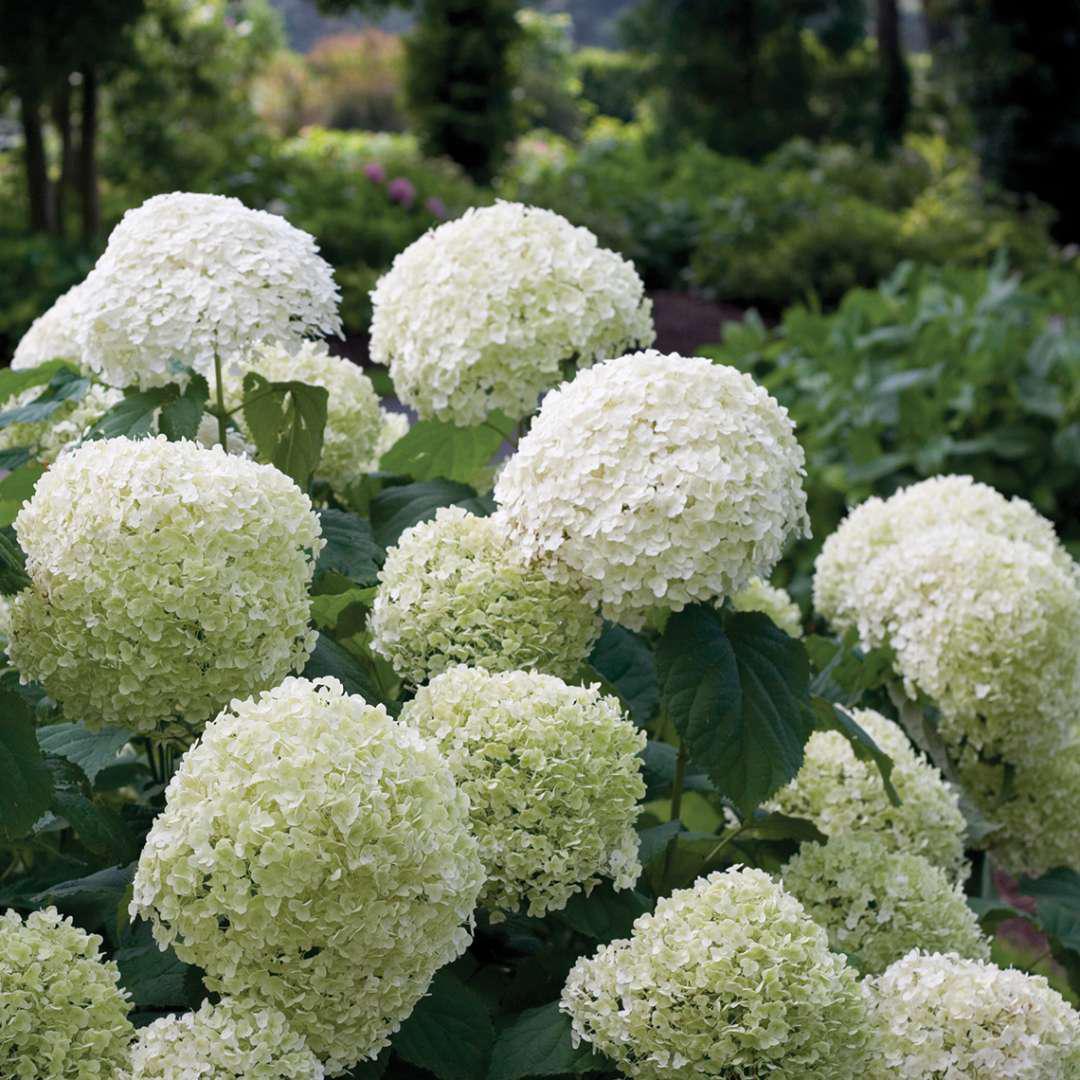 INCREDIBALL® Smooth Hydrangea