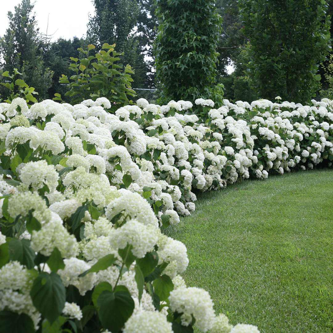 INCREDIBALL® Smooth Hydrangea - Image 2