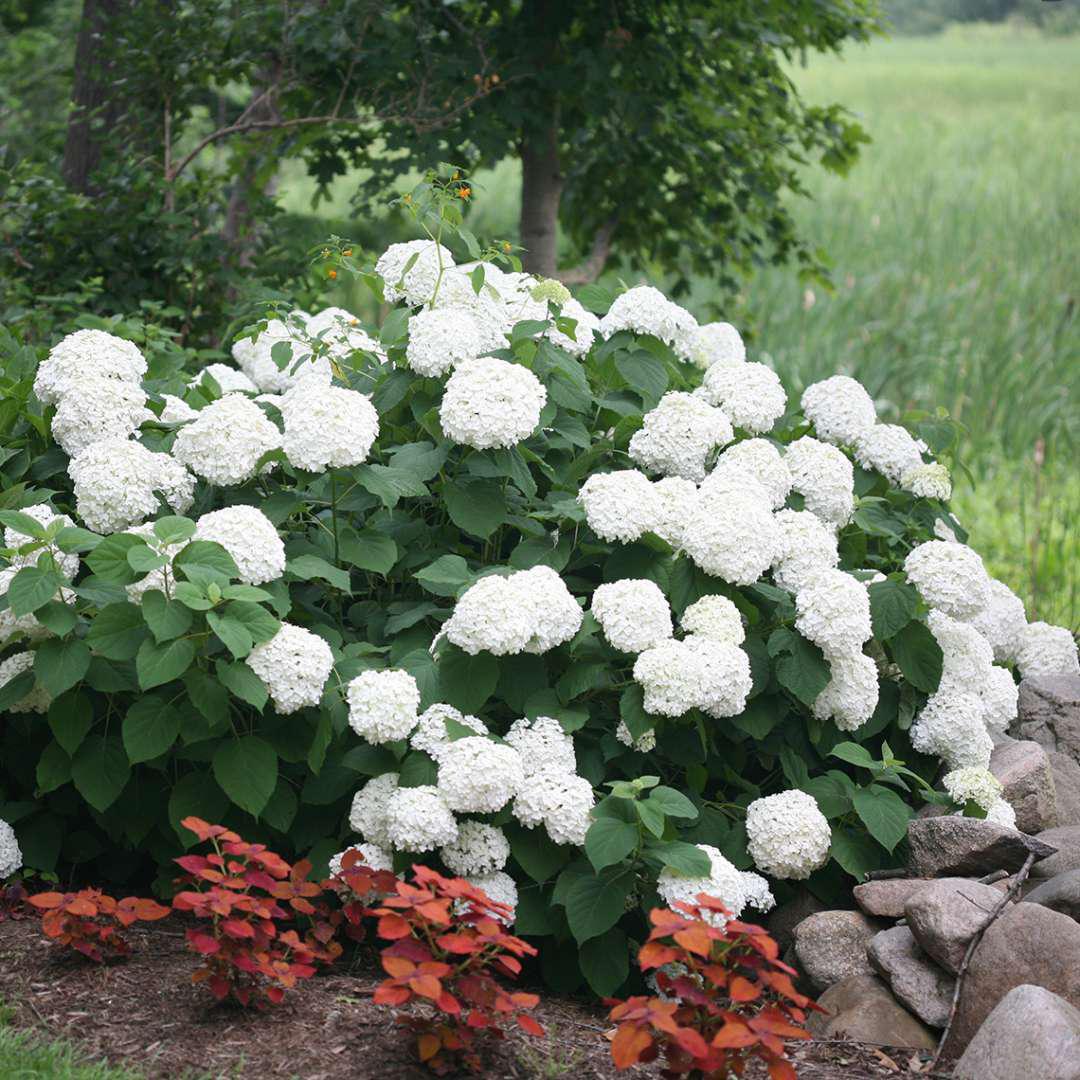 INCREDIBALL® Smooth Hydrangea - Image 3