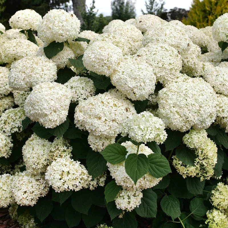 INCREDIBALL STORM PROOF™ Smooth Hydrangea | Proven Winners®