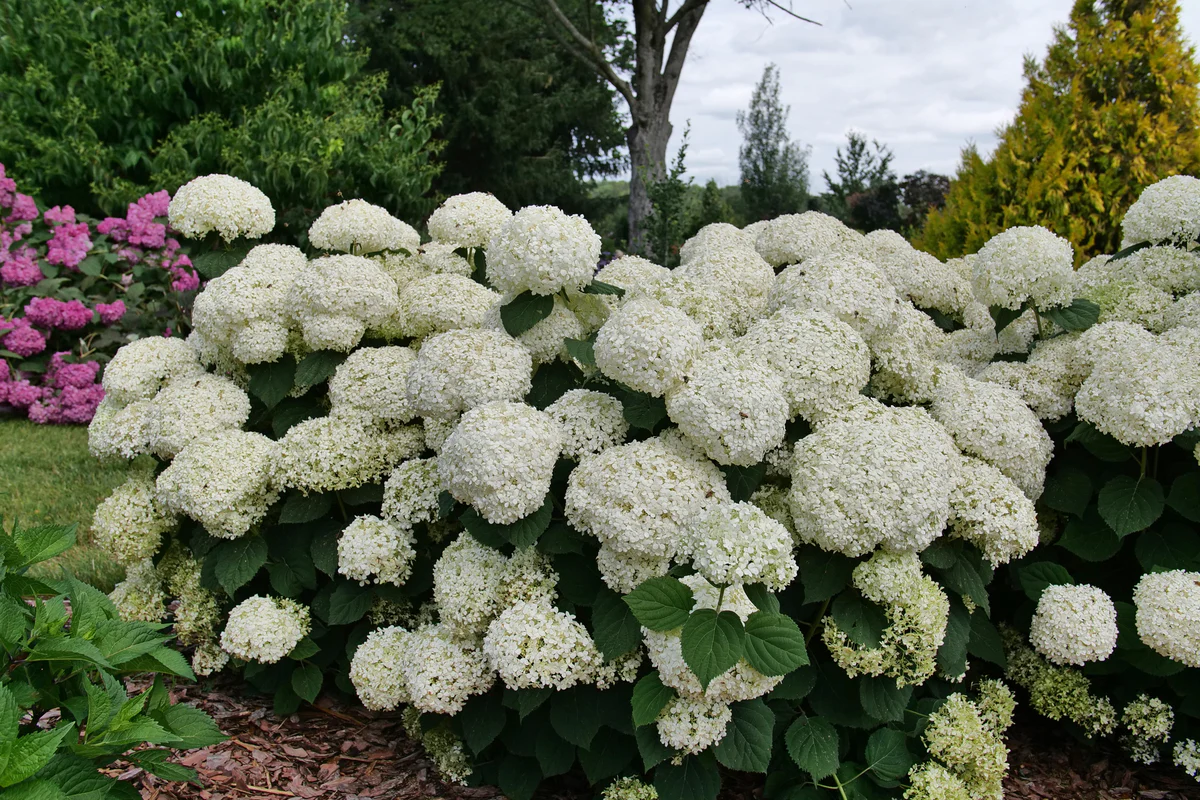 INCREDIBALL STORM PROOF™ Smooth Hydrangea | Proven Winners® - Image 2