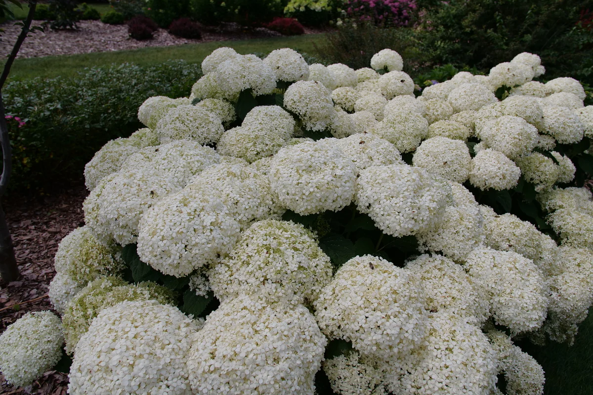 INCREDIBALL STORM PROOF™ Smooth Hydrangea | Proven Winners® - Image 3