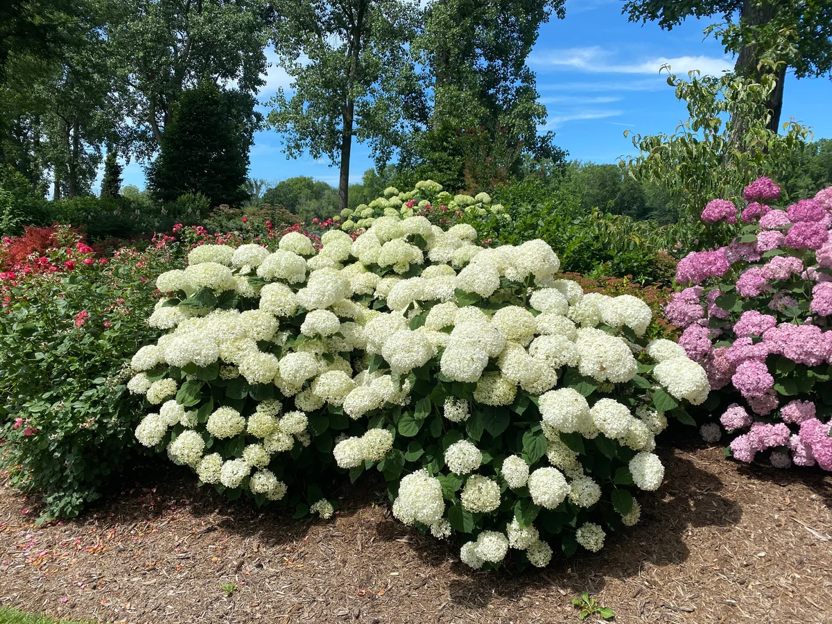 INCREDIBALL STORM PROOF™ Smooth Hydrangea | Proven Winners® - Image 4