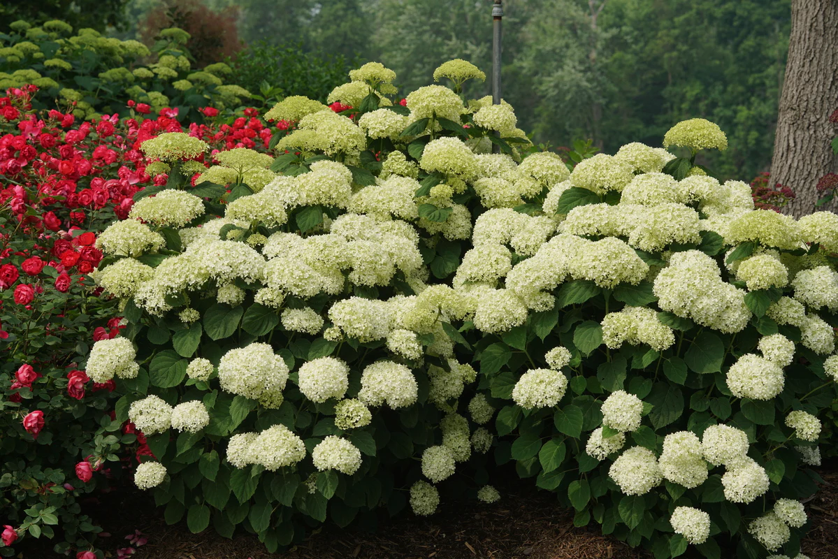 INCREDIBALL STORM PROOF™ Smooth Hydrangea | Proven Winners® - Image 5