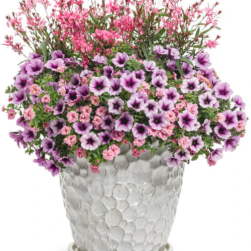 Karalee® Petite Pink Gaura | Proven Winners® - Image 3