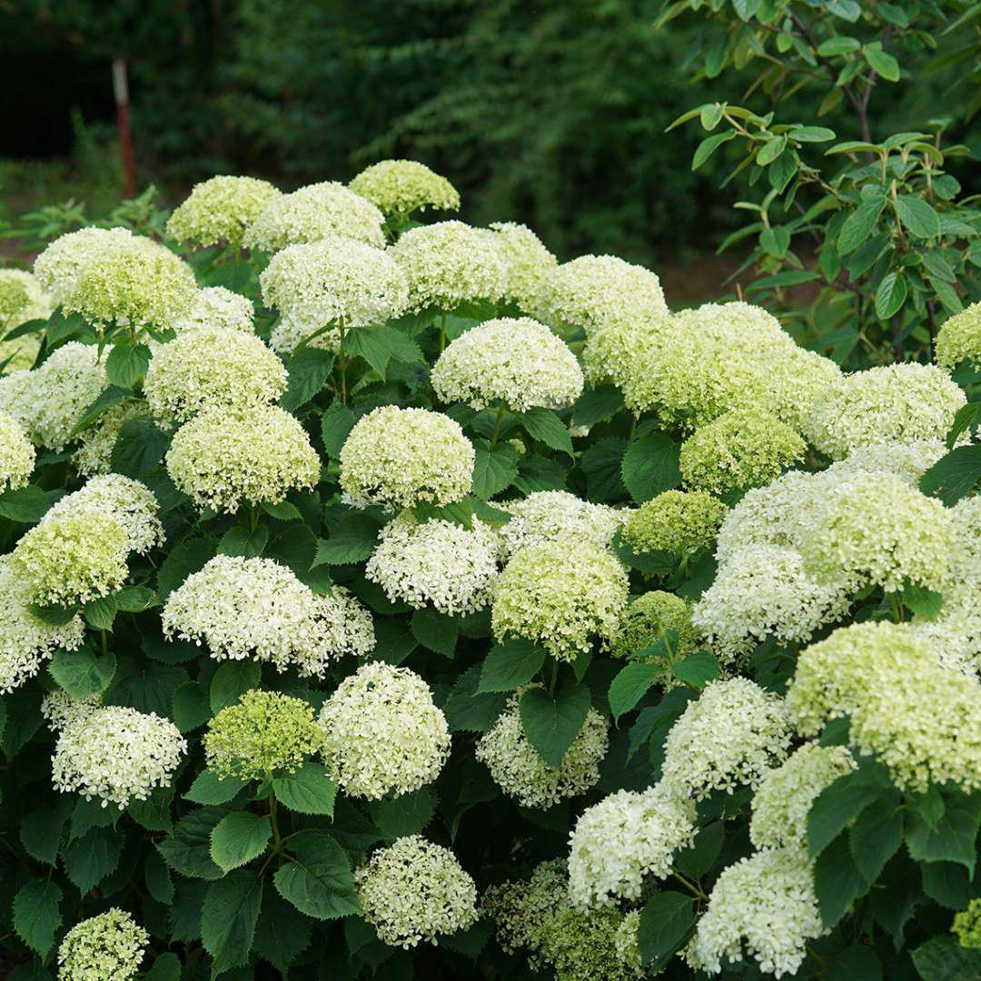 INVINCIBELLE LIMETTA® Hydrangea- smooth