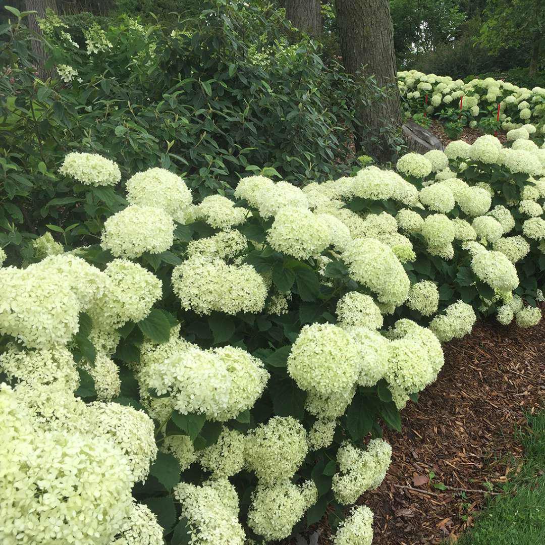 INVINCIBELLE LIMETTA® Hydrangea- smooth - Image 2
