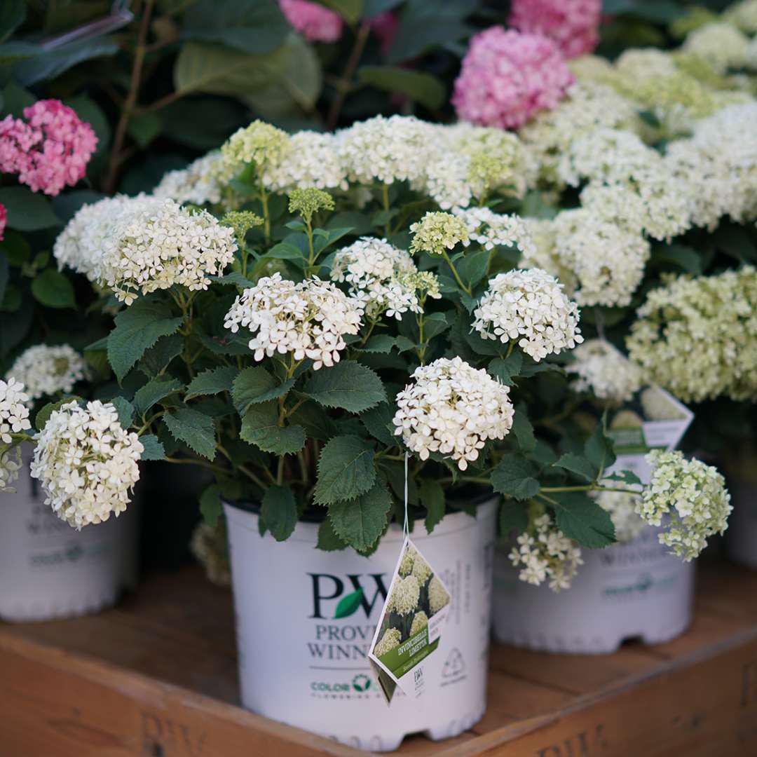 INVINCIBELLE LIMETTA® Hydrangea- smooth - Image 3