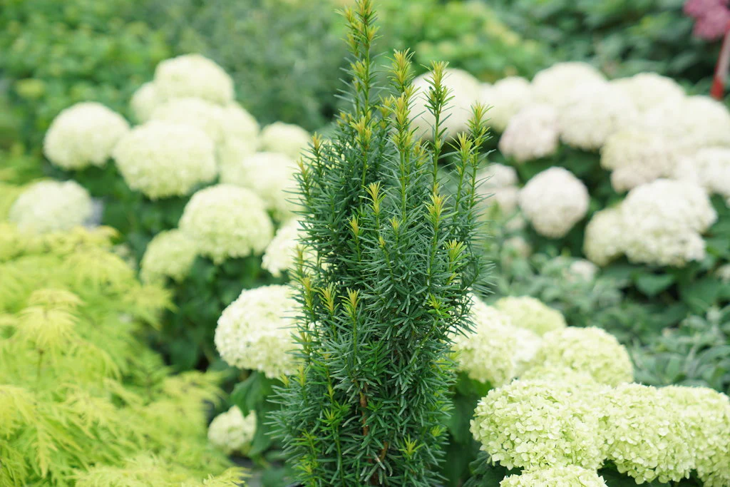 INVINCIBELLE LIMETTA® Hydrangea- smooth - Image 4