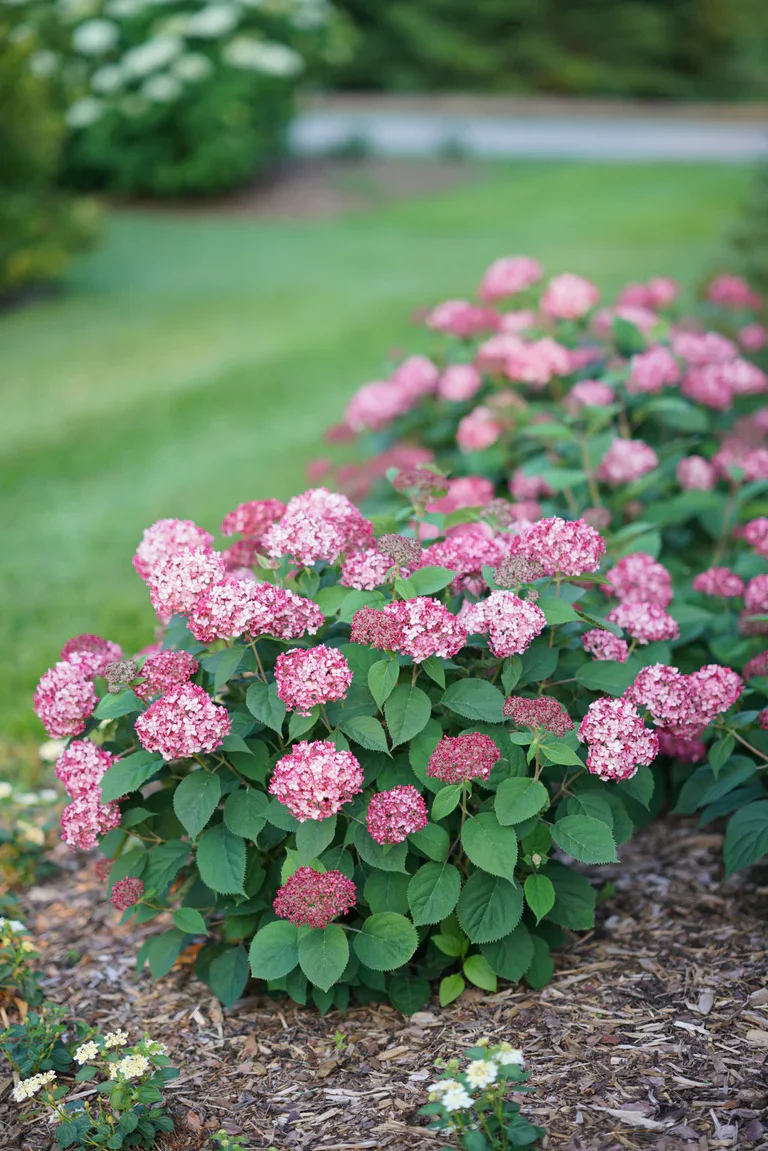 INVINCIBELLE® Ruby Smooth Hydrangea - Image 2