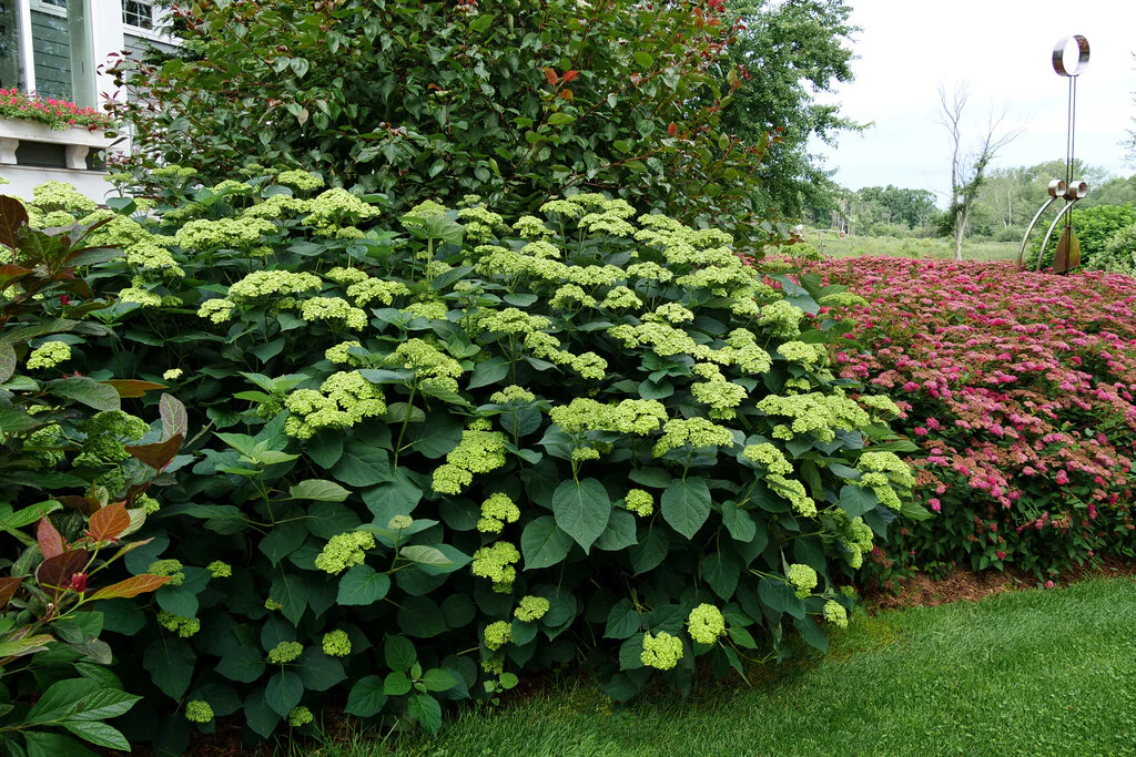 Invincibelle Sublime™ Smooth Hydrangea - Image 2