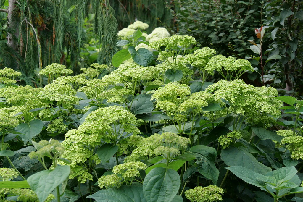 Invincibelle Sublime™ Smooth Hydrangea - Image 3