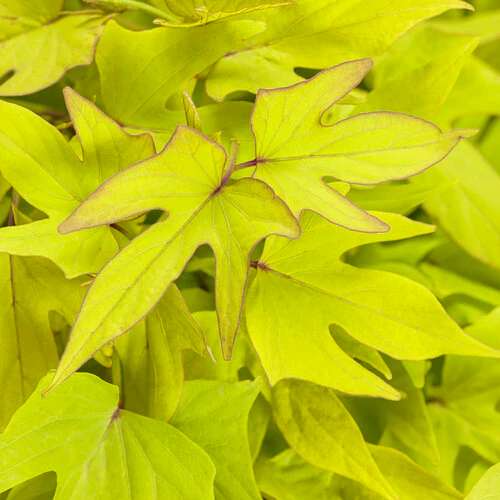 Sweet Caroline Upside™ Key Lime Ornamental Sweet Potato Vine