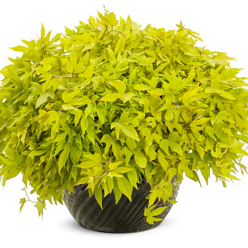 Sweet Caroline Upside™ Key Lime Ornamental Sweet Potato Vine - Image 2