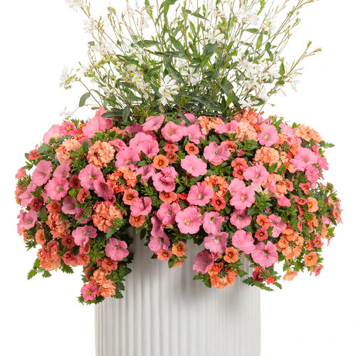 Sweet Caroline Upside™ Key Lime Ornamental Sweet Potato Vine - Image 3