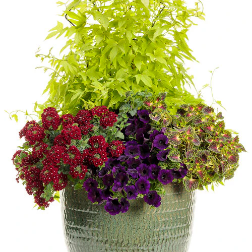 Sweet Caroline Upside™ Key Lime Ornamental Sweet Potato Vine - Image 4