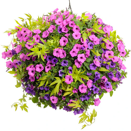 Sweet Caroline Upside™ Key Lime Ornamental Sweet Potato Vine - Image 5