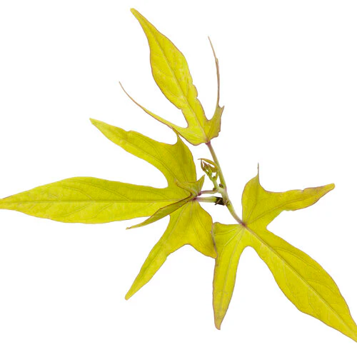Sweet Caroline Upside™ Key Lime Ornamental Sweet Potato Vine - Image 6