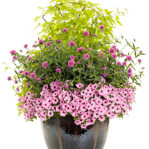 Sweet Caroline Upside™ Key Lime Ornamental Sweet Potato Vine - Image 7