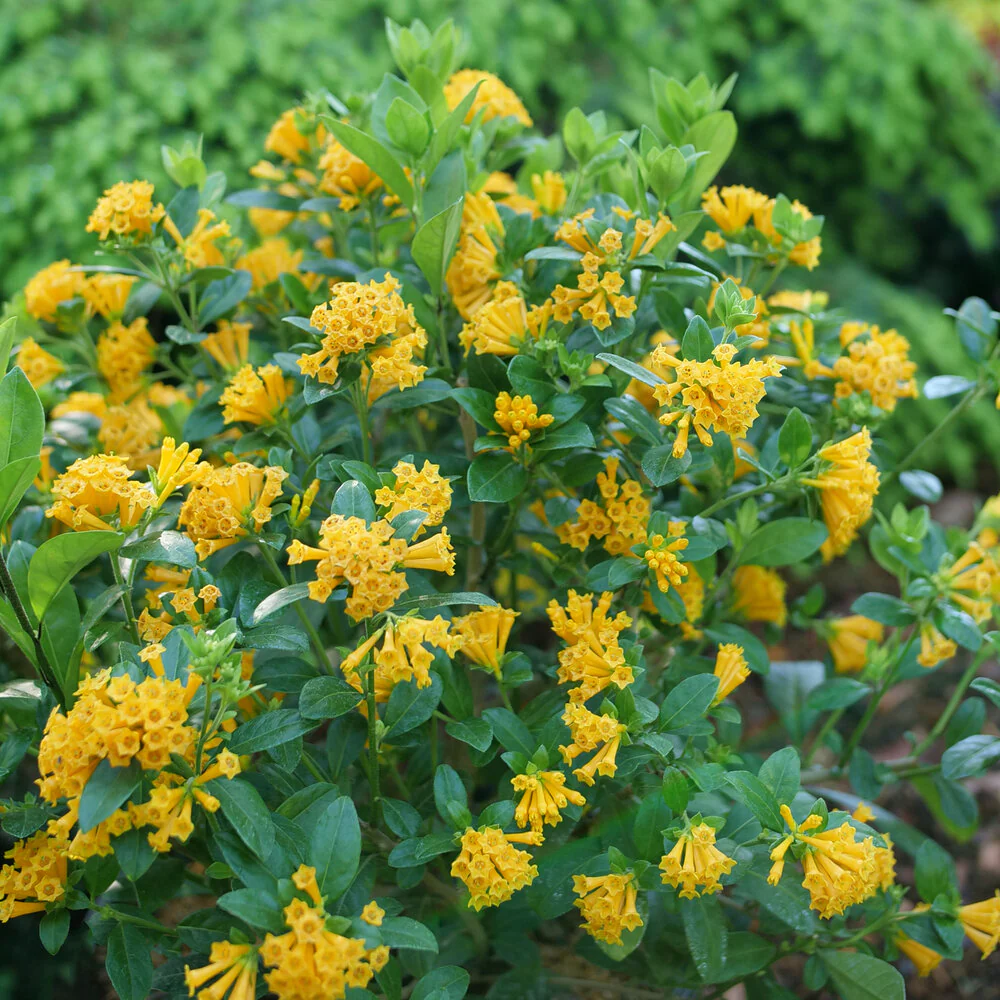 Cestrum JUICED™ ORANGE Jessamine