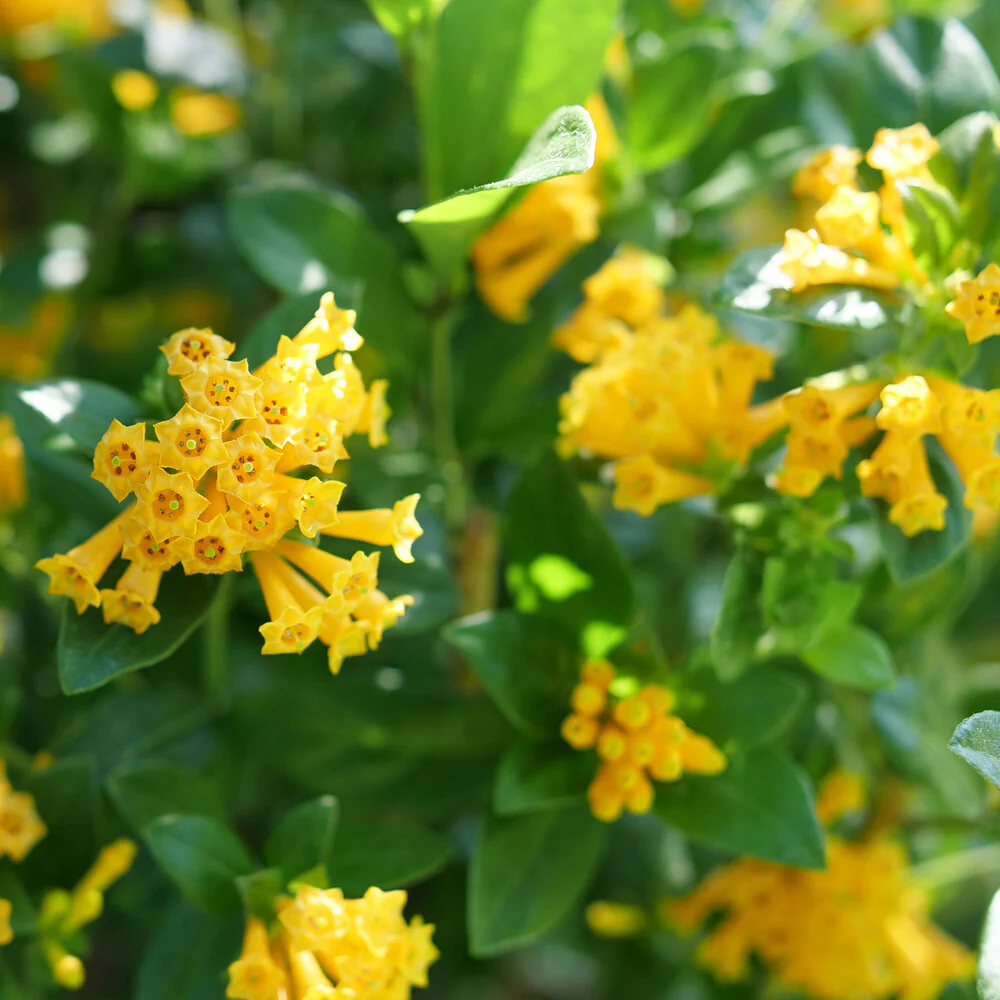 Cestrum JUICED™ ORANGE Jessamine - Image 2