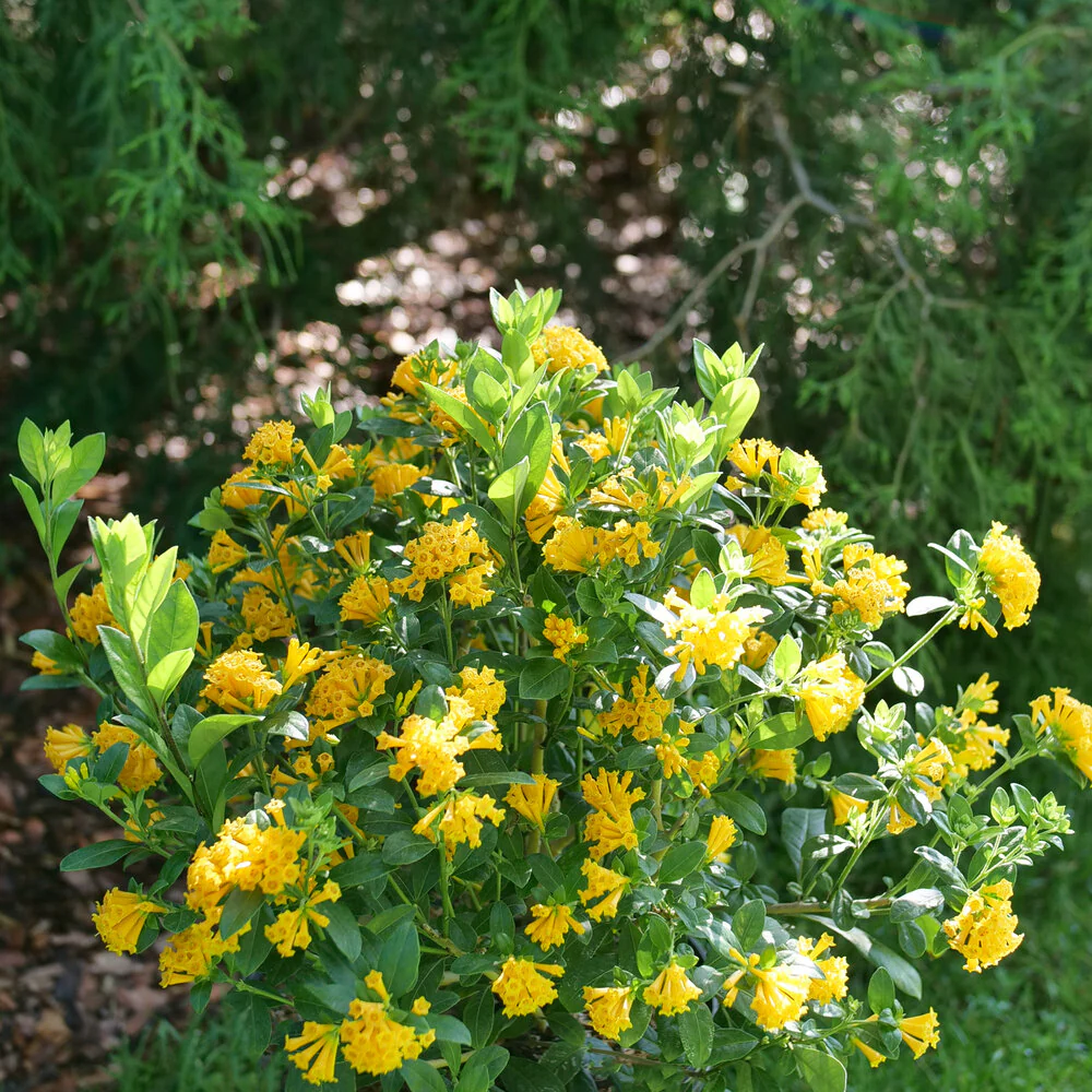 Cestrum JUICED™ ORANGE Jessamine - Image 3