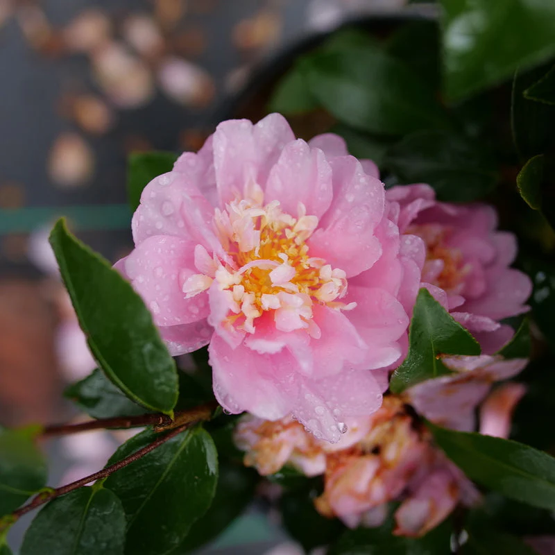 JUST CHILL® Double Pink Camellia | Proven Winners®