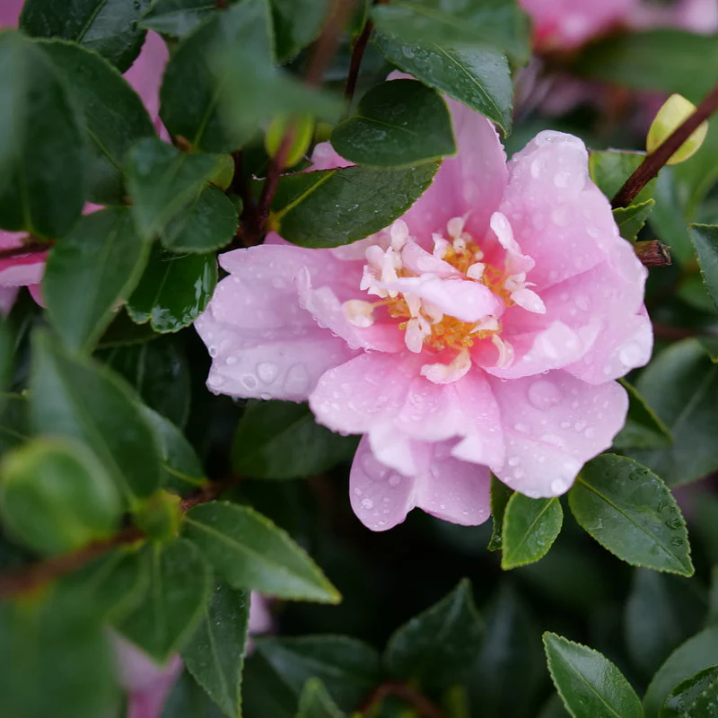 JUST CHILL® Double Pink Camellia | Proven Winners® - Image 2
