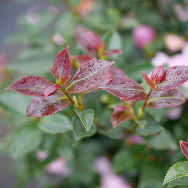 JUST CHILL® Double Pink Camellia | Proven Winners® - Image 3