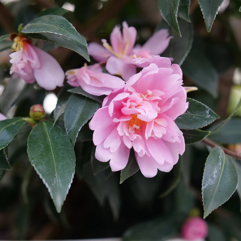 JUST CHILL® Double Pink Camellia | Proven Winners® - Image 4