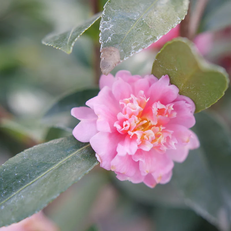 JUST CHILL® Double Pink Camellia | Proven Winners® - Image 5