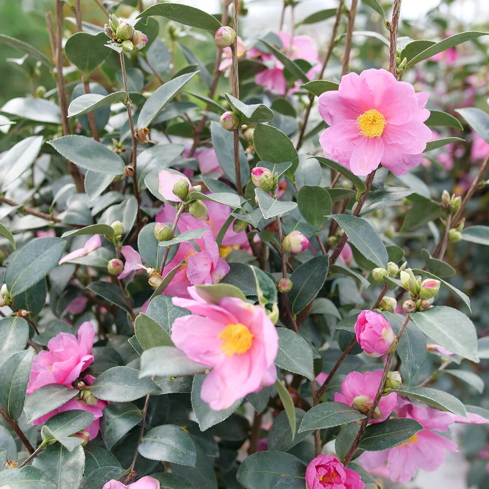 JUST CHILL® Double Mauve Camellia | Proven Winners®