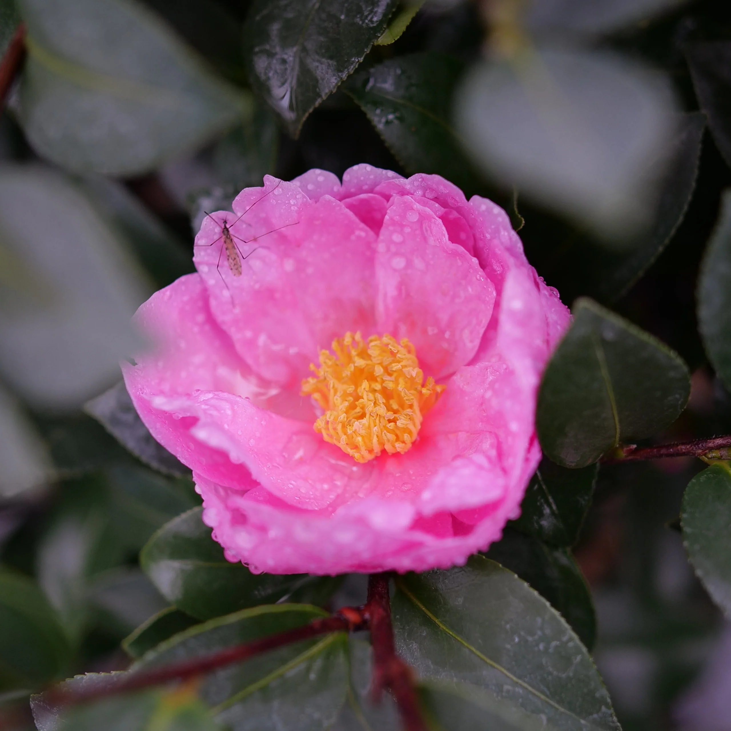 JUST CHILL® Double Mauve Camellia | Proven Winners® - Image 2