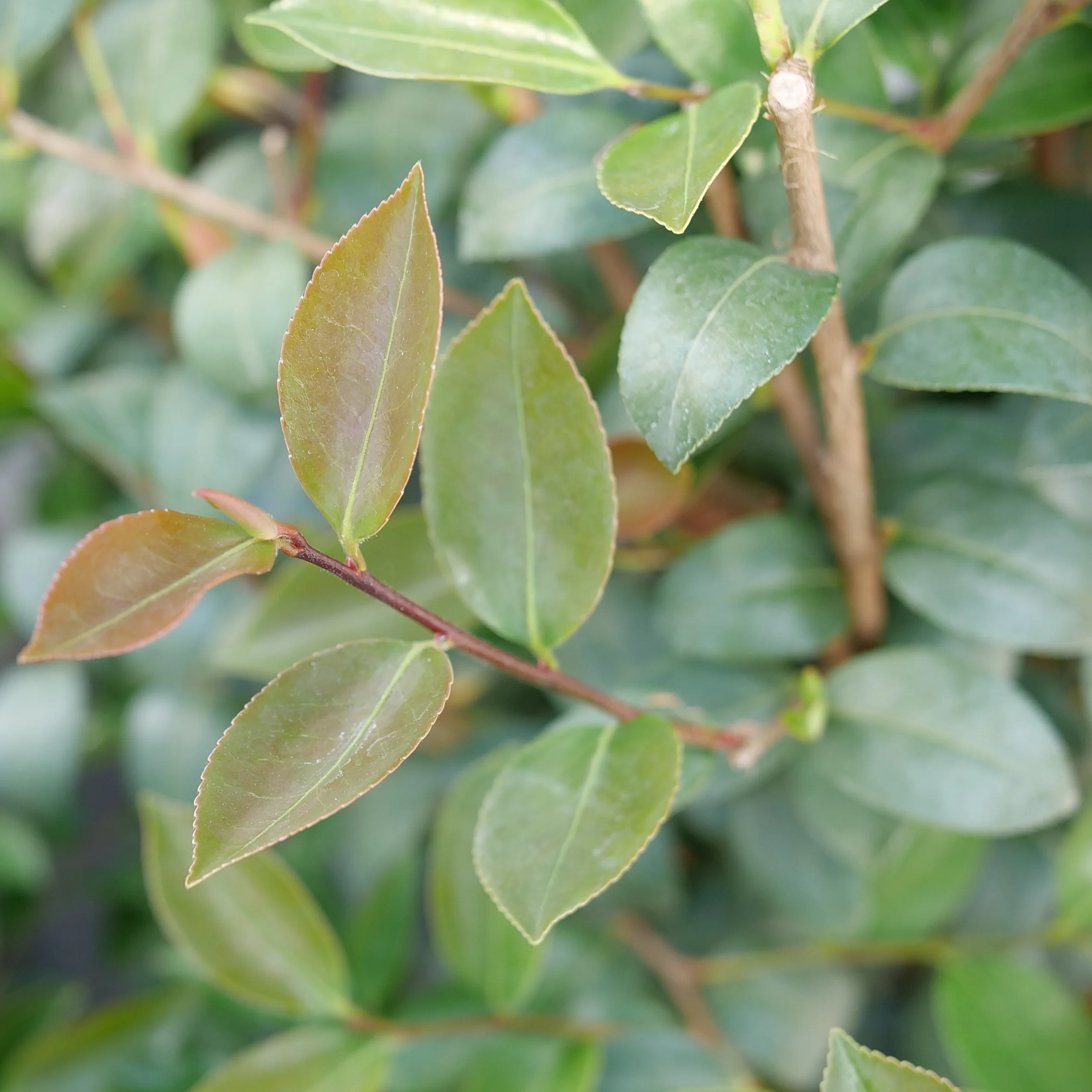 JUST CHILL® Double Mauve Camellia | Proven Winners® - Image 3
