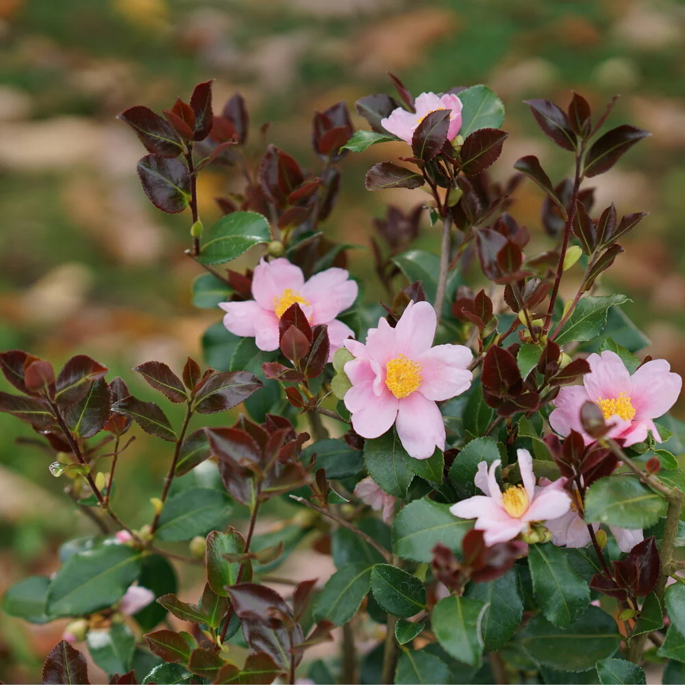 JUST CHILL RED TIP™ Camellia | Proven Winners®