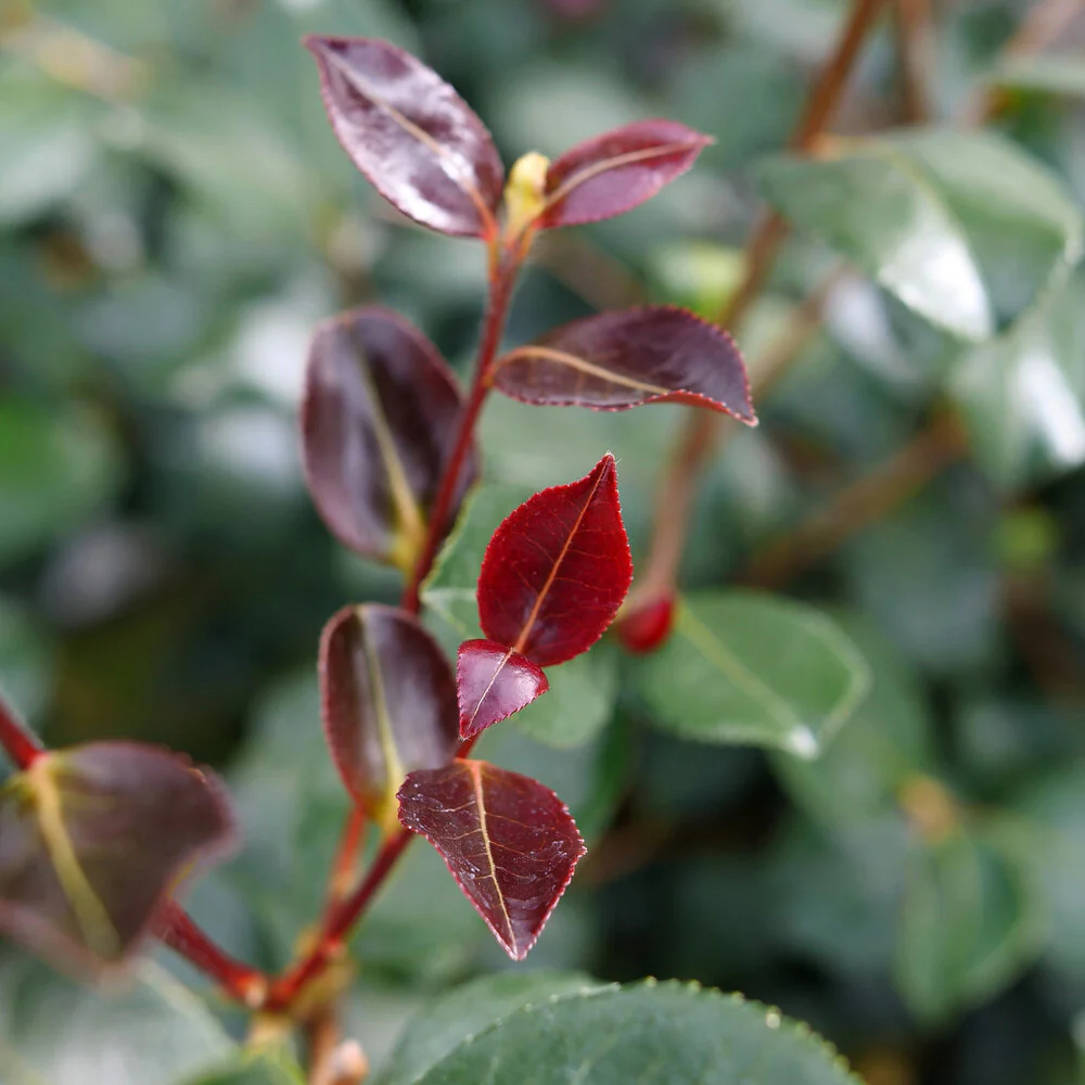 JUST CHILL RED TIP™ Camellia | Proven Winners® - Image 2