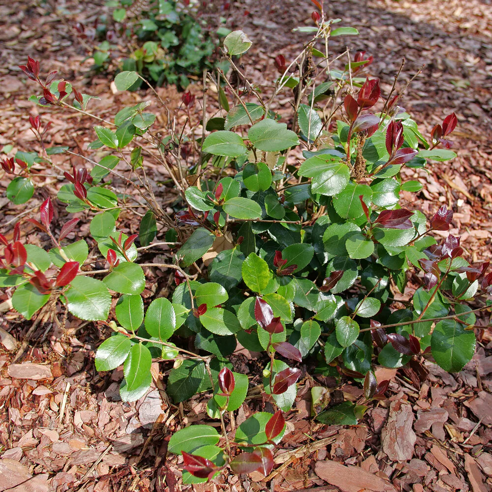 JUST CHILL RED TIP™ Camellia | Proven Winners® - Image 3