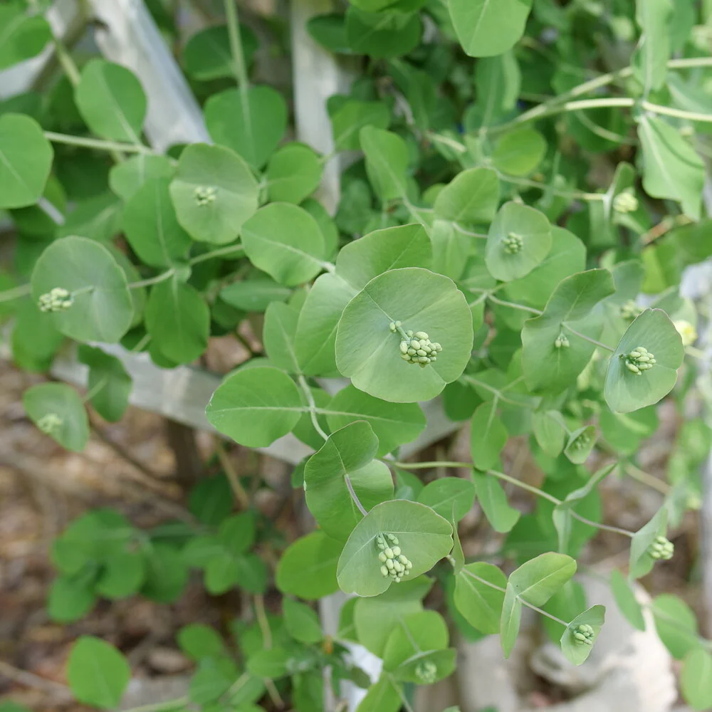 Kintzley's Ghost® Honeysuckle Lonicera