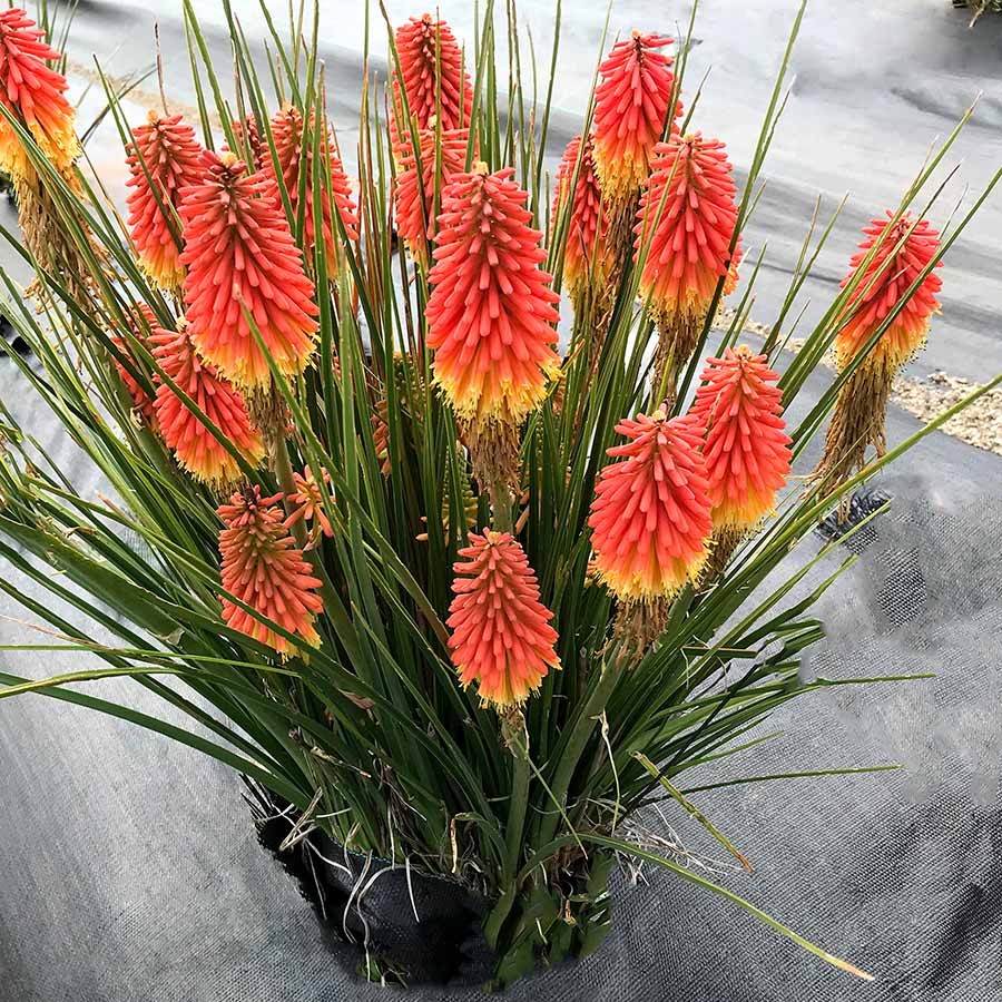 ‘Rocket Jr.’ Kniphofia | Creekside Champions™ - Image 2