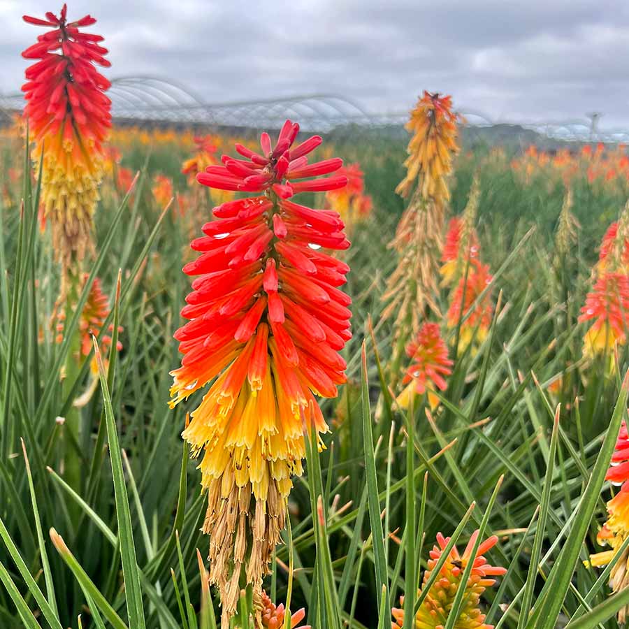 ‘Rocket Jr.’ Kniphofia | Creekside Champions™ - Image 3