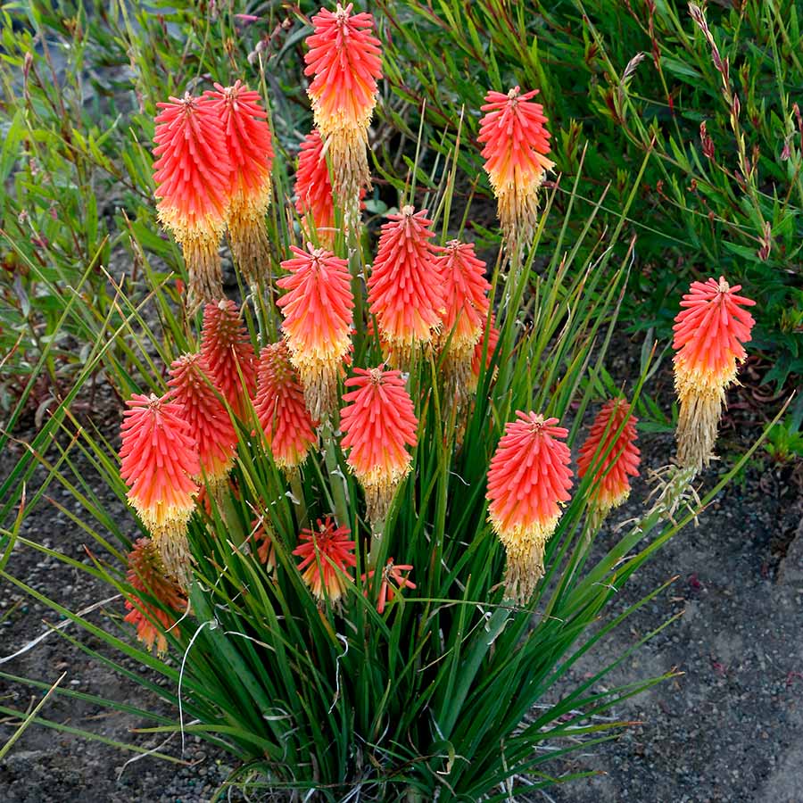 ‘Rocket Jr.’ Kniphofia | Creekside Champions™ - Image 4