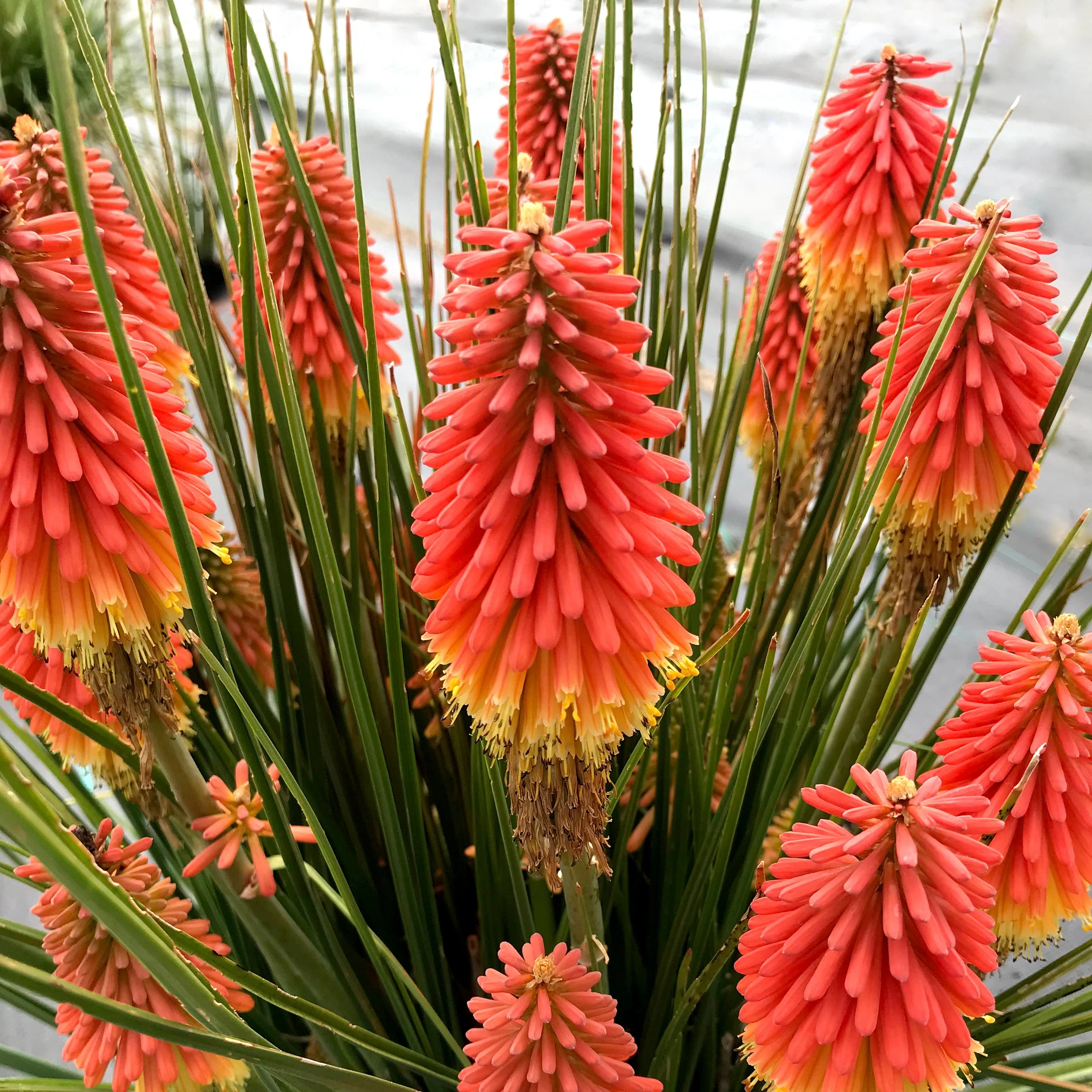 ‘Rocket Jr.’ Kniphofia | Creekside Champions™ - Image 5