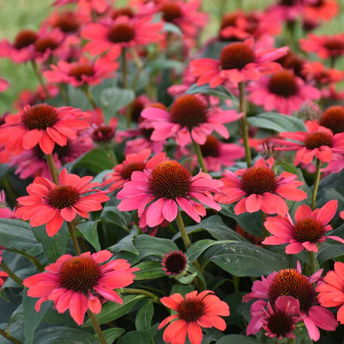 Color Coded® 'Knock 'em Red' Echinacea | Proven Winners®