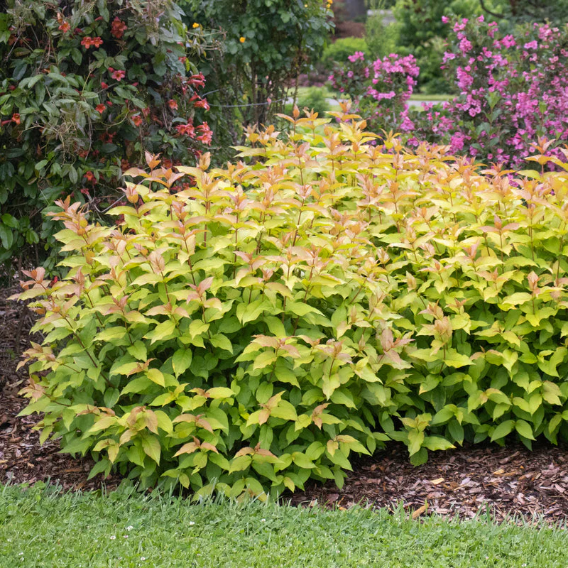 KODIAK SPIECED™ Diervilla | Proven Winners®