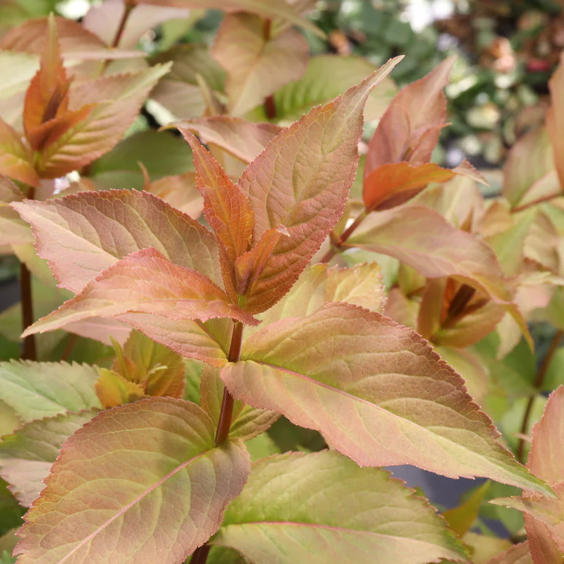 KODIAK SPIECED™ Diervilla | Proven Winners® - Image 2