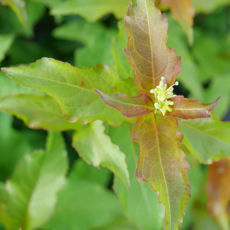 KODIAK SPIECED™ Diervilla | Proven Winners® - Image 3